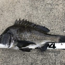 イチノ兄弟、釣果！