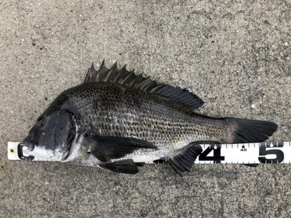 イチノ兄弟、釣果！