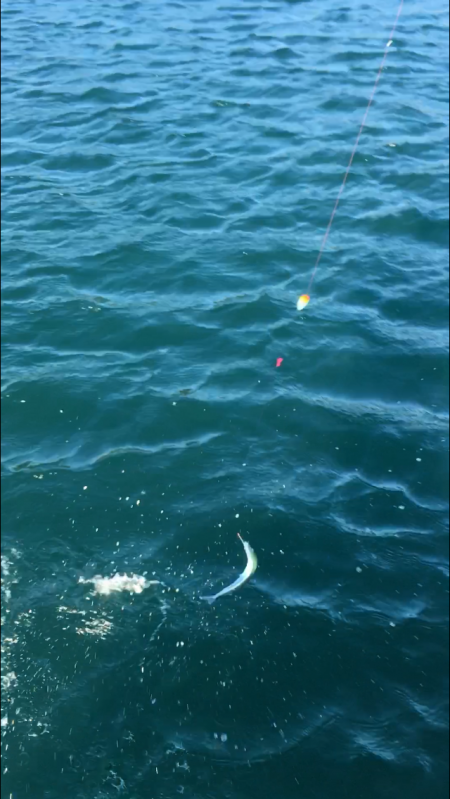 ウチノ海でサヨリ