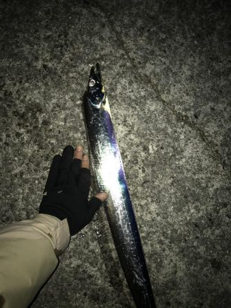 12月20日大サバ狙い