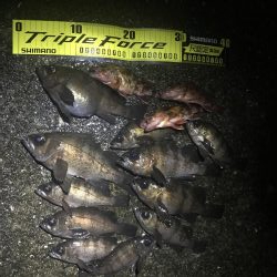 釣り納めメバリング