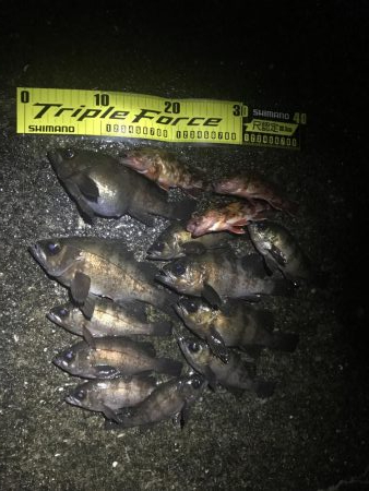 釣り納めメバリング