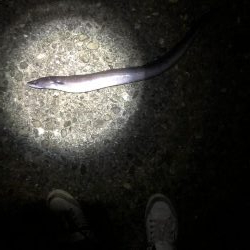 根魚のつもりが、、