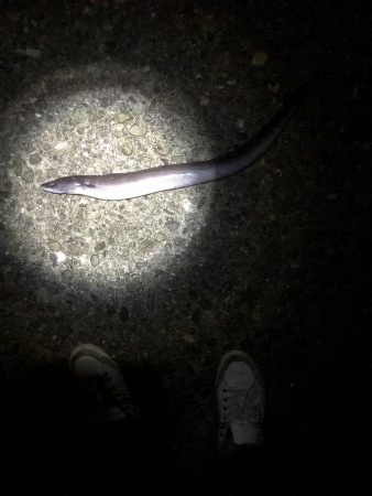 根魚のつもりが、、