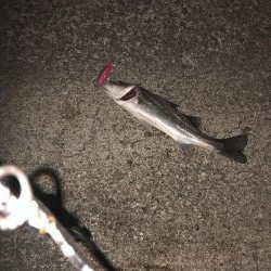 最近渋かったですが