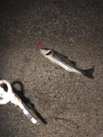 最近渋かったですが