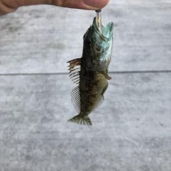 夕まずめメバリング