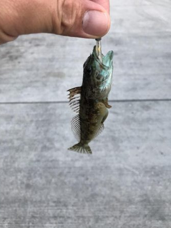 夕まずめメバリング