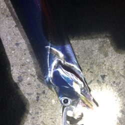 青物ハント後サーべリング