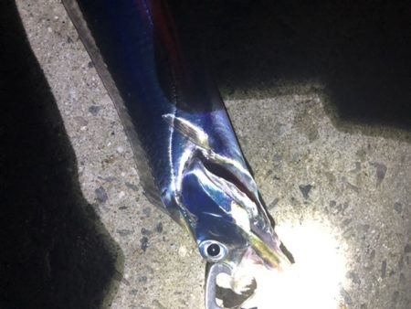 青物ハント後サーべリング