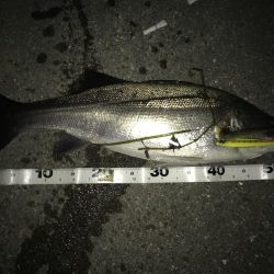 いつまでいけるか