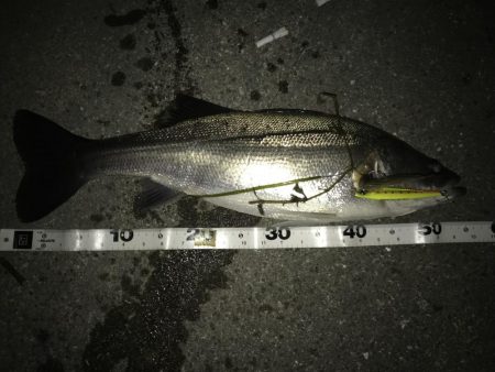 いつまでいけるか