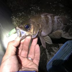 プラグで尺アジ 降臨 だがメバルが良かったな…