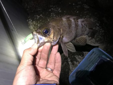 プラグで尺アジ 降臨 だがメバルが良かった…