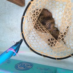 浅川沖でアオリイカ