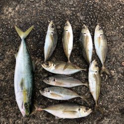 飲ませで青物狙い