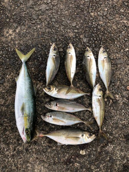 飲ませで青物狙い