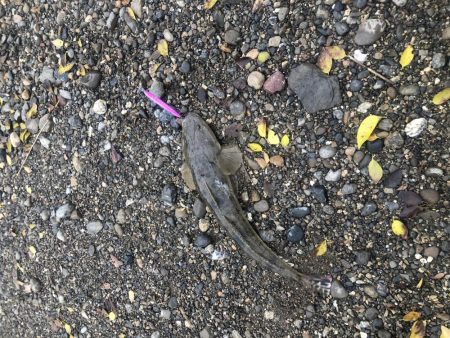 シーバスを求めて