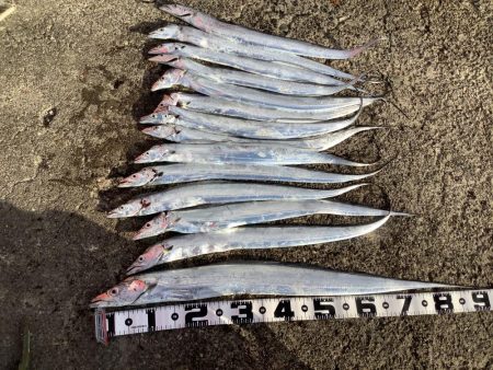 今朝も寒い中タチウオ狙い