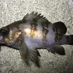 アジ、メバル良好