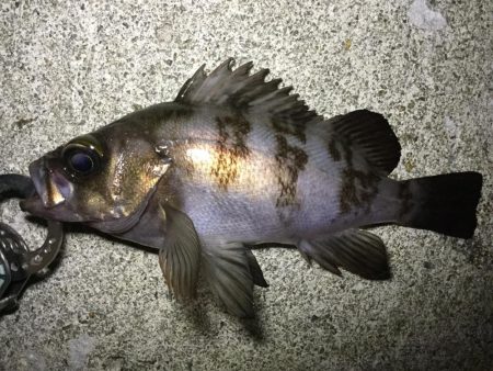 アジ、メバル良好