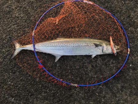 この時期にしては素晴らしい