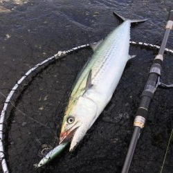 湯梨浜町サゴシ、サバ回遊。