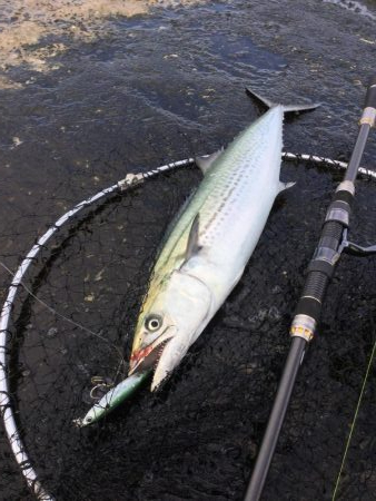 湯梨浜町サゴシ、サバ回遊。