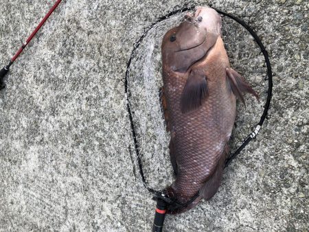 タンコブゲーム