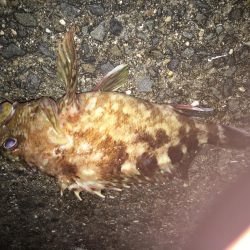 ちょいデカガシラ