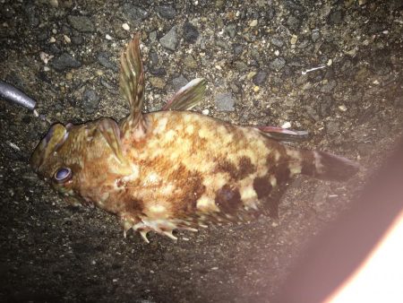 ちょいデカガシラ