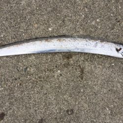 湾奥もタチウオ終了です。