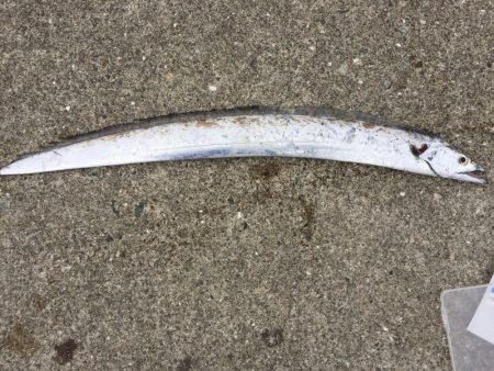 湾奥もタチウオ終了です。