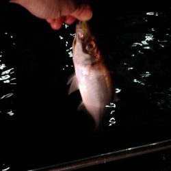 釣り納めのボートアジング