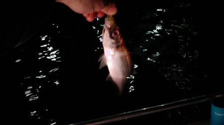 釣り納めのボートアジング