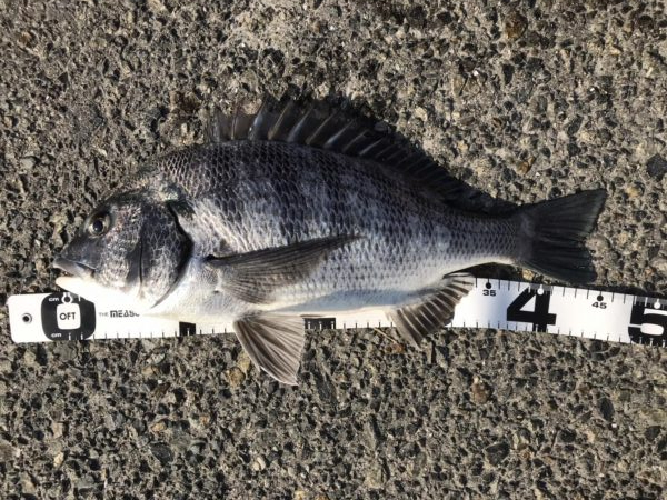 イチノ兄弟、釣果！