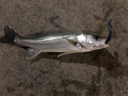 シーバスを求めて