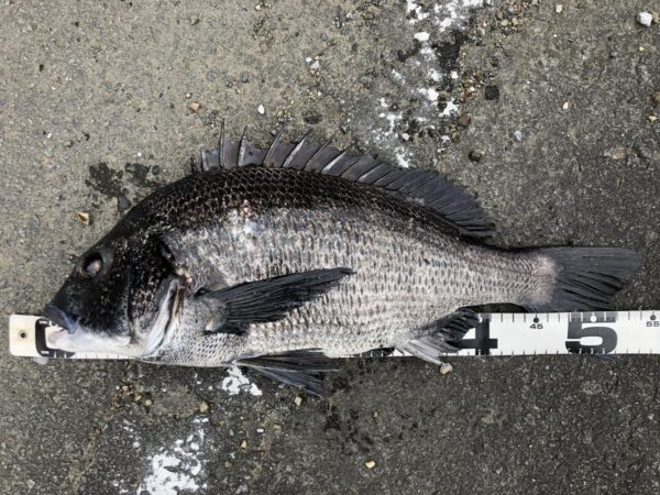 イチノ兄弟、釣果！