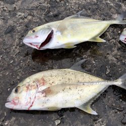 ヤズ狙いでメッキ好調