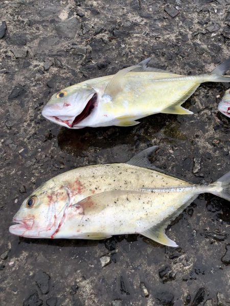 ヤズ狙いでメッキ好調