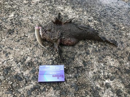 今年最後の水道釣り