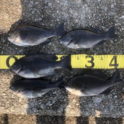 寒グレフカセ釣りはじめました