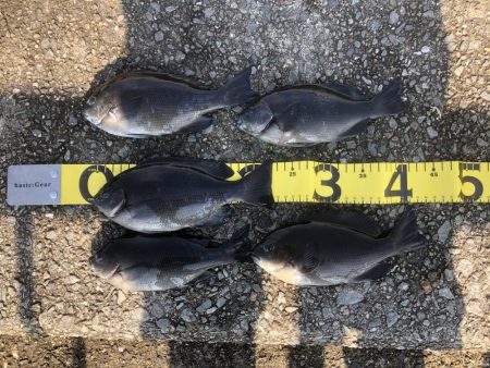 寒グレフカセ釣りはじめました