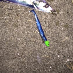 光関係なし？ワインドタチウオ