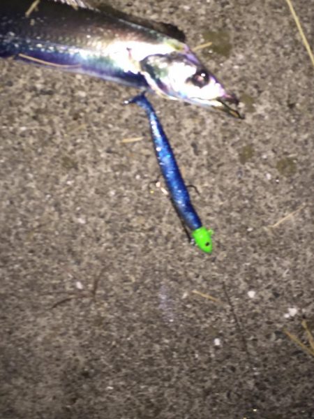 光関係なし？ワインドタチウオ