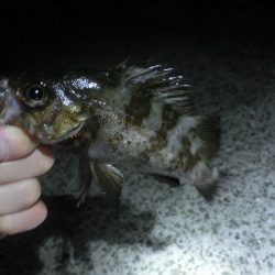 メバル開幕には程遠い