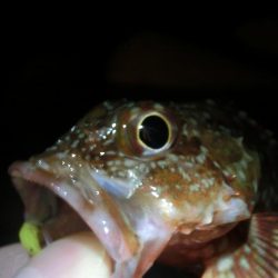 釣り納めでガシラ爆釣