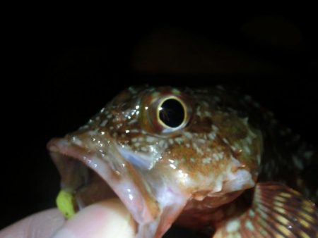 釣り納めでガシラ爆釣