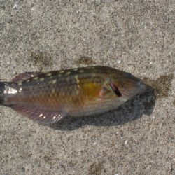 キス居るかな、ちょい投げ