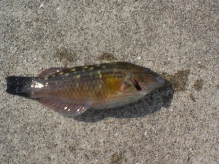 キス居るかな、ちょい投げ